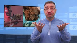 Wybuch Gazu W Katowicach - Wyciągnęli Psa Tłumaczenie Na Język Migowy - Pjm