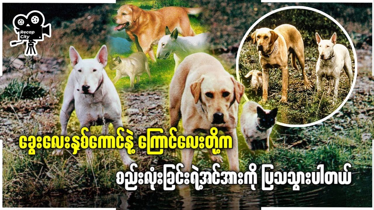 စည်းလုံးခြင်းရဲ့အင်အားကိုပြသသွားခဲ့ပါတယ်