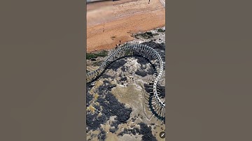 🌍🐍 GIANT Snake on Google Maps!! 😳🔥#shorts #snake #dragon