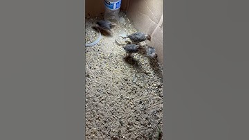 Cút con 14 ngày tuổi