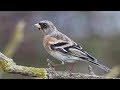 How Some Birds Can Change Their Colours Without Moulting