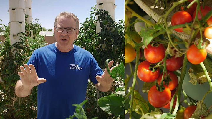 Can you grow tomatoes, peppers and other fruiting crops in a Tower Garden? | True Garden - DayDayNews