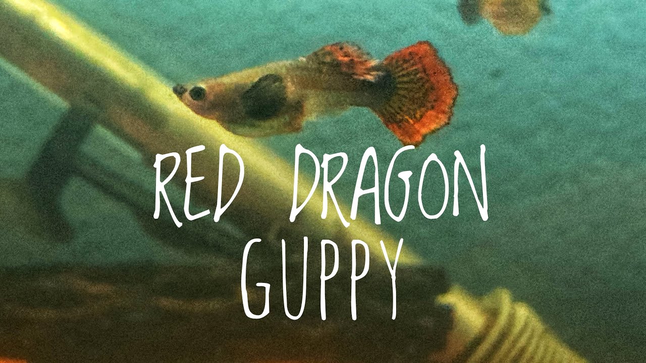 BREEDING FISH FOR PROFIT / RED DRAGON GUPPIES / LONG FIN SUPER RED PLECOS