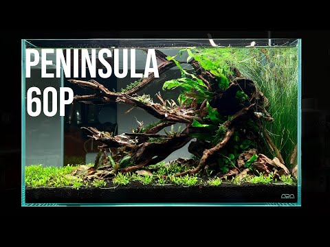 ADA 60-P Peninsula Style Planted!