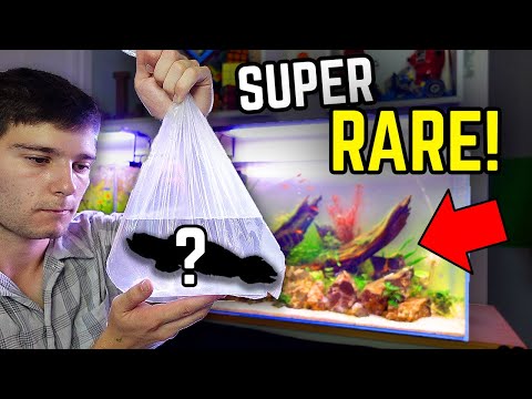 The Craziest Looking Fish I’ve Ever Bought! (Massive Fish Haul!)
