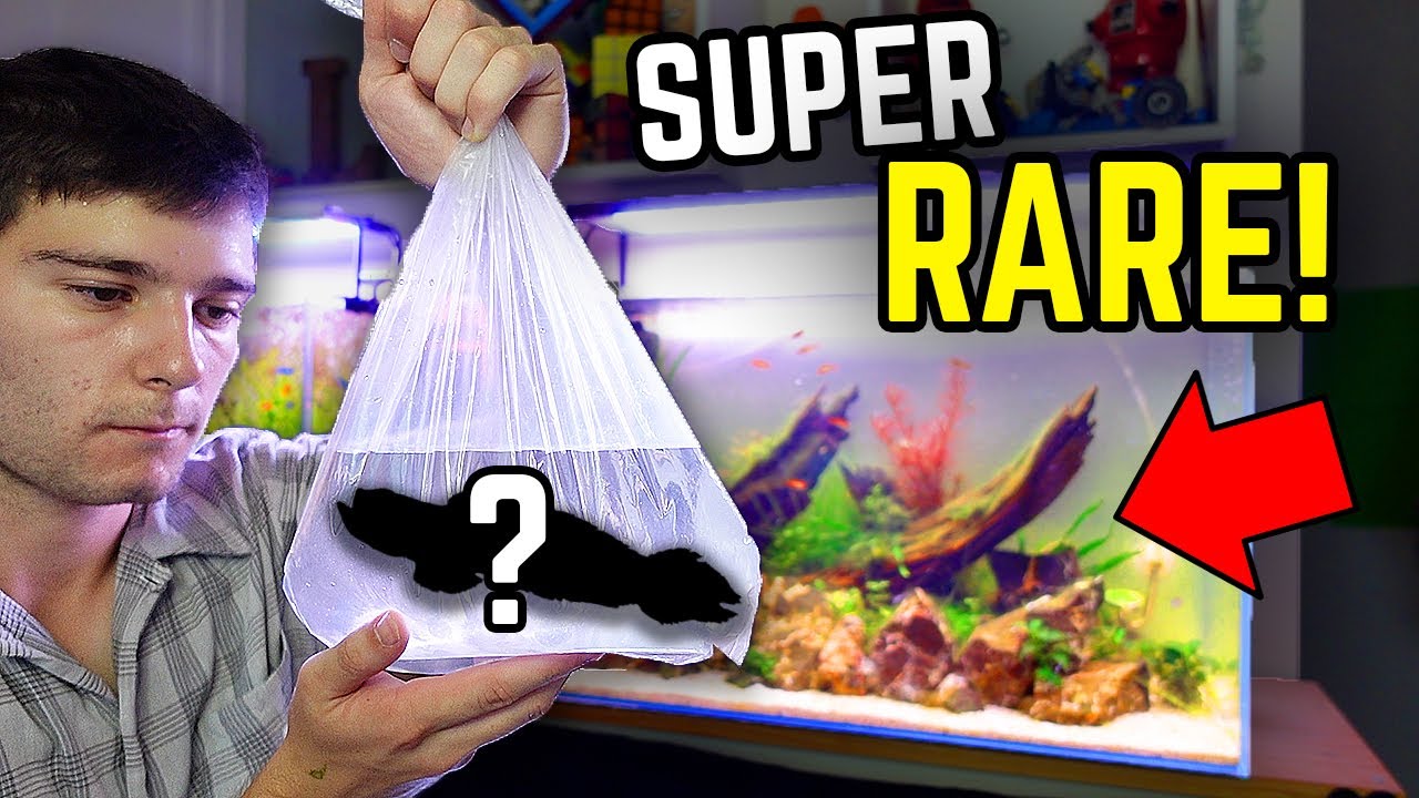 Самая невероятная рыба, которую я когда-либо покупал! (Огромный улов рыбы!)