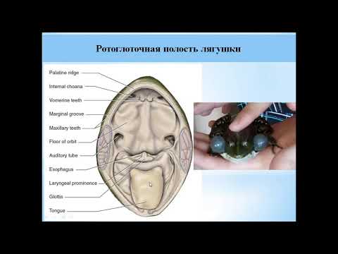 Амфибии. Строение. Часть 1