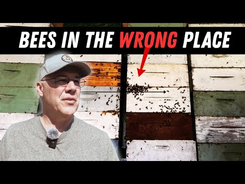 These Bees Moved into a Place They Weren't Supposed to Be