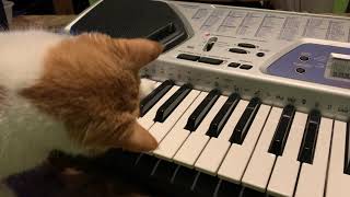 The Cat and the Keyboard