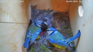 Caja nido Herrerillo común (Bluetit nestbox)  Abril 2024