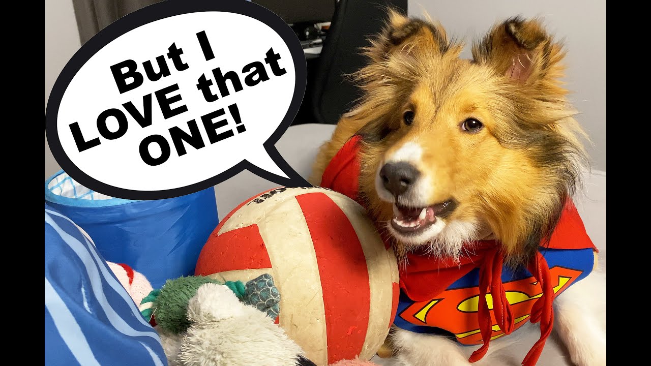 "BUT I LOVE THAT ONE!" 🥺 Time to donate some Toys! 🧸A new Biscuit "the