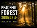🌲 Peaceful Forest Sounds 🌿 Birds Chirping & Gentle Breeze | Nature Ambience for Sleep