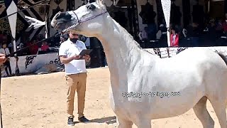 الحصان العربي الأصيل | أعظم فحول الإنتاج في الخيل العربي المصري | Best straight Egyptian sires