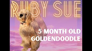 Doodle Dog Trainers ||| OLK9 Lehigh Valley ||| 5 Month Old Goldendoodle, Ruby Sue