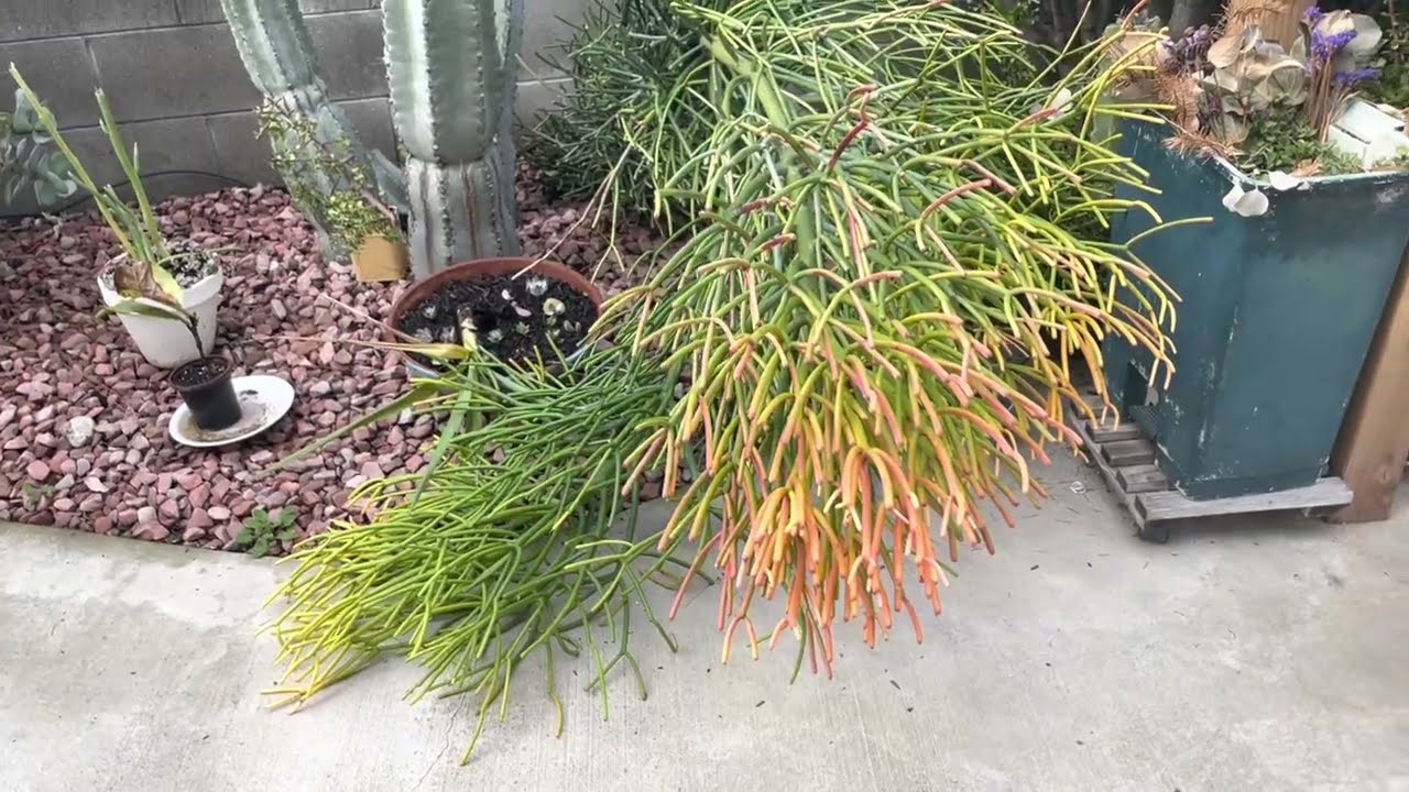 Yagmur devirdi Kalem kaktusu