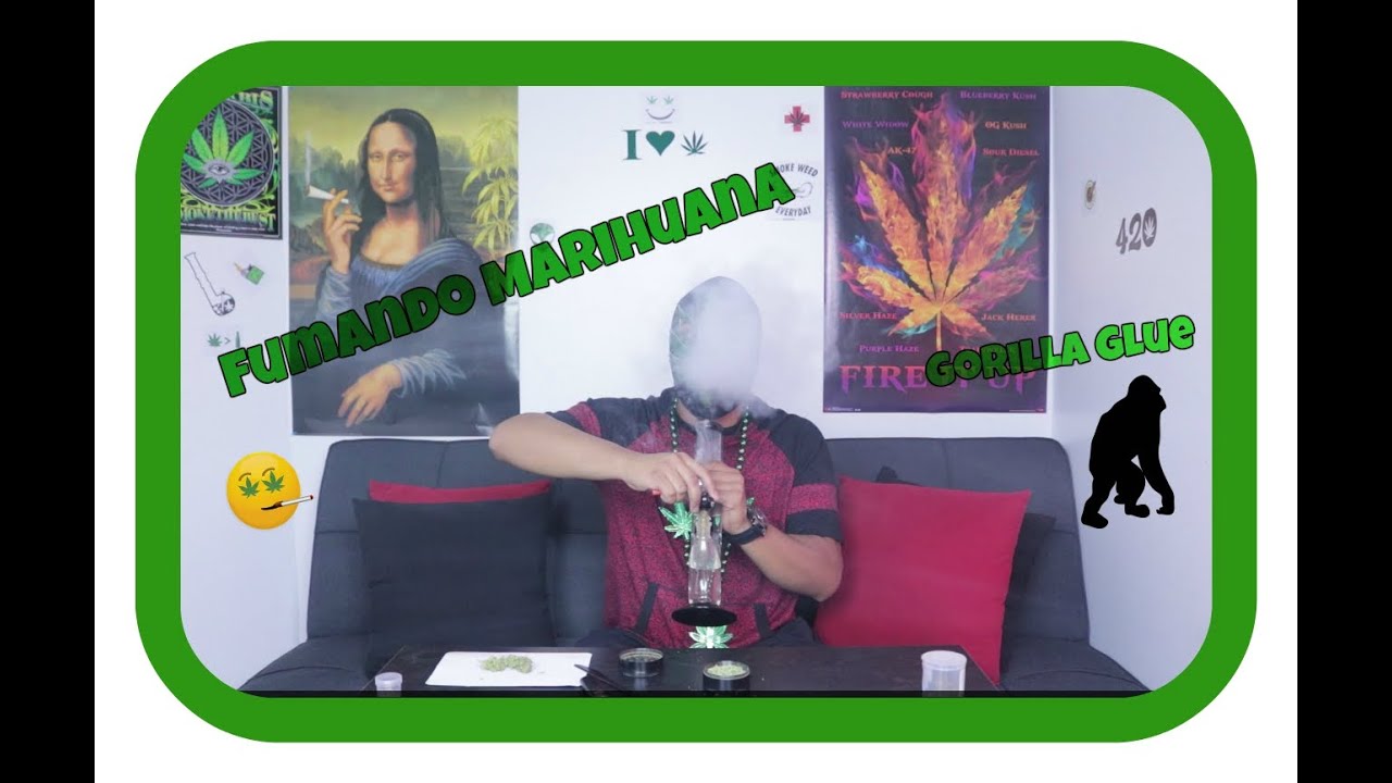 Fumando yerba en bong GORILLA GLUE