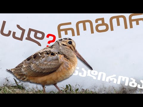 საუბრები ნადირობაზე / ტყის ქათამი