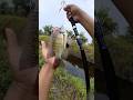 Mancing nila liaran ikannya besar besar