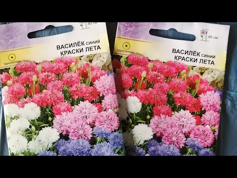 Посев семян Василька