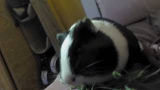 este es el conejito de india de mi hermana se llama lili