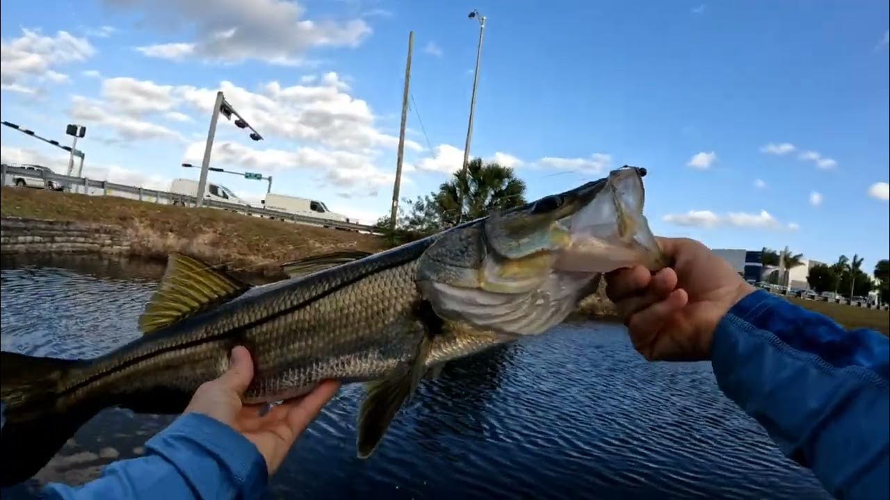 Canal Snook from Southern Florida YouTube