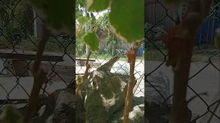 Wild Iguana in Mexico 🦎 You Won’t Believe This! #Shorts