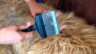 Briard Line Brushing