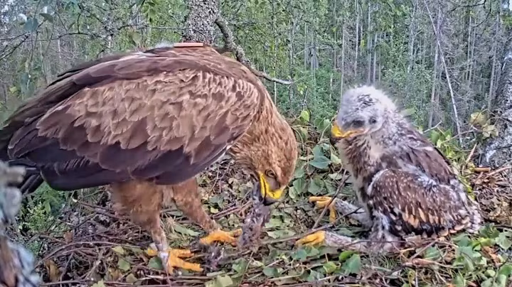 P395- Review mother birds brings food to feed her babies in their nest | baby birds life #birdslover