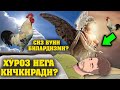 ХӮРОЗ НЕГА ҚИЧҚИРАДИ? ҲАММА КӮРСИН...