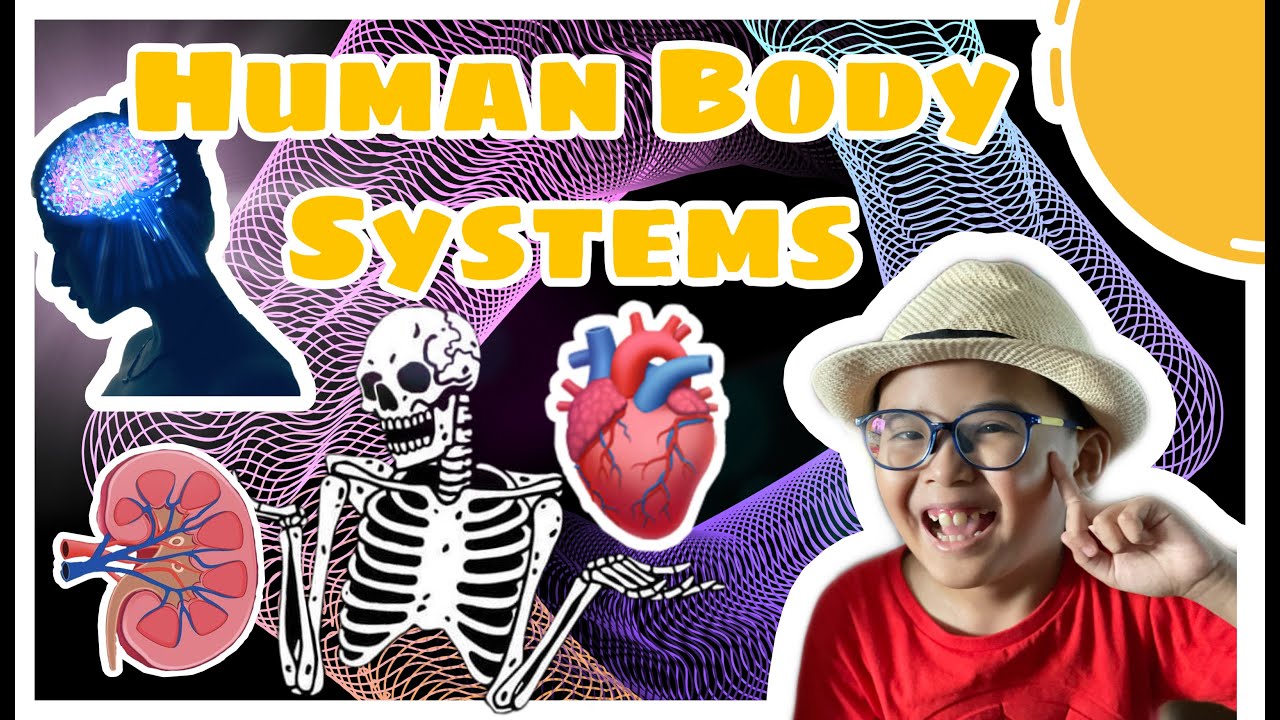 Body Systems YouTube
