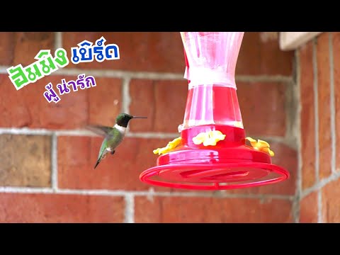 สารคดีจิ๋ว ตอน นักบินตัวจิ๋วหัวใจแจ๋ว ฮัมมิงเบิร์ด | Documentary Life of hummingbird