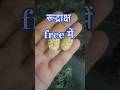 get original natural rudraksh for free! just write har har mahadev in comment box send your address