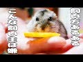 ハムスターが懐かない!! 間違いだらけの育て方飼い方