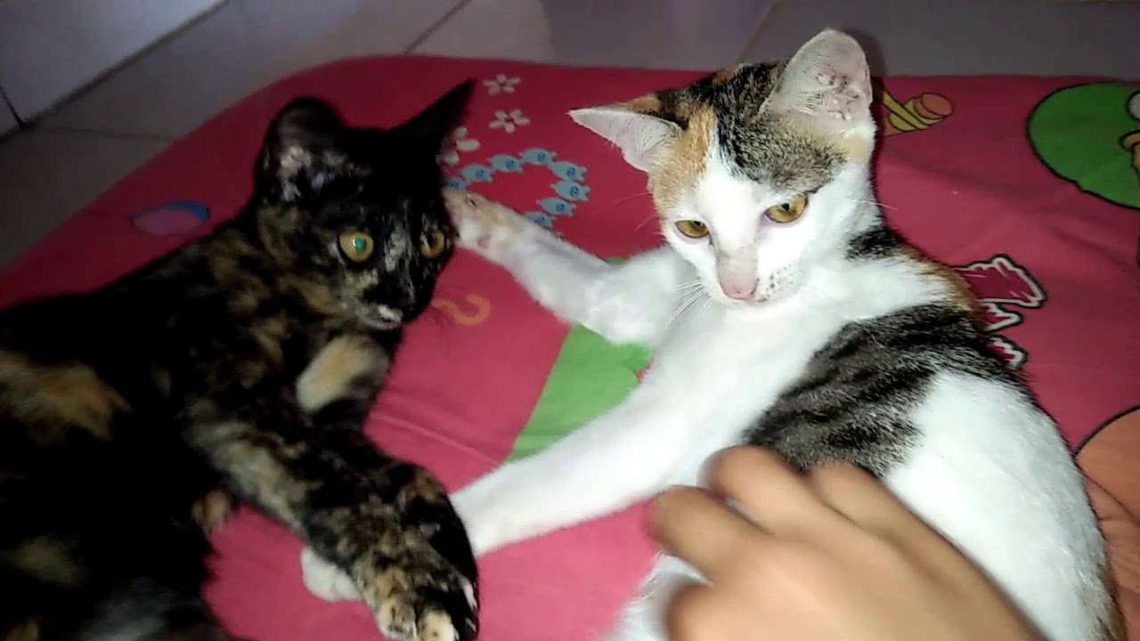  VIDEO  KUCING  LUCU  GELUT YouTube