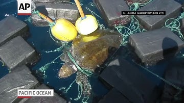 Sea Turtle Gets Tangled in Load of Cocaine