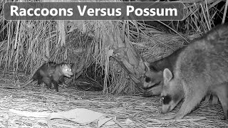 Possum Attacks Young Raccoon - Lesson Learned