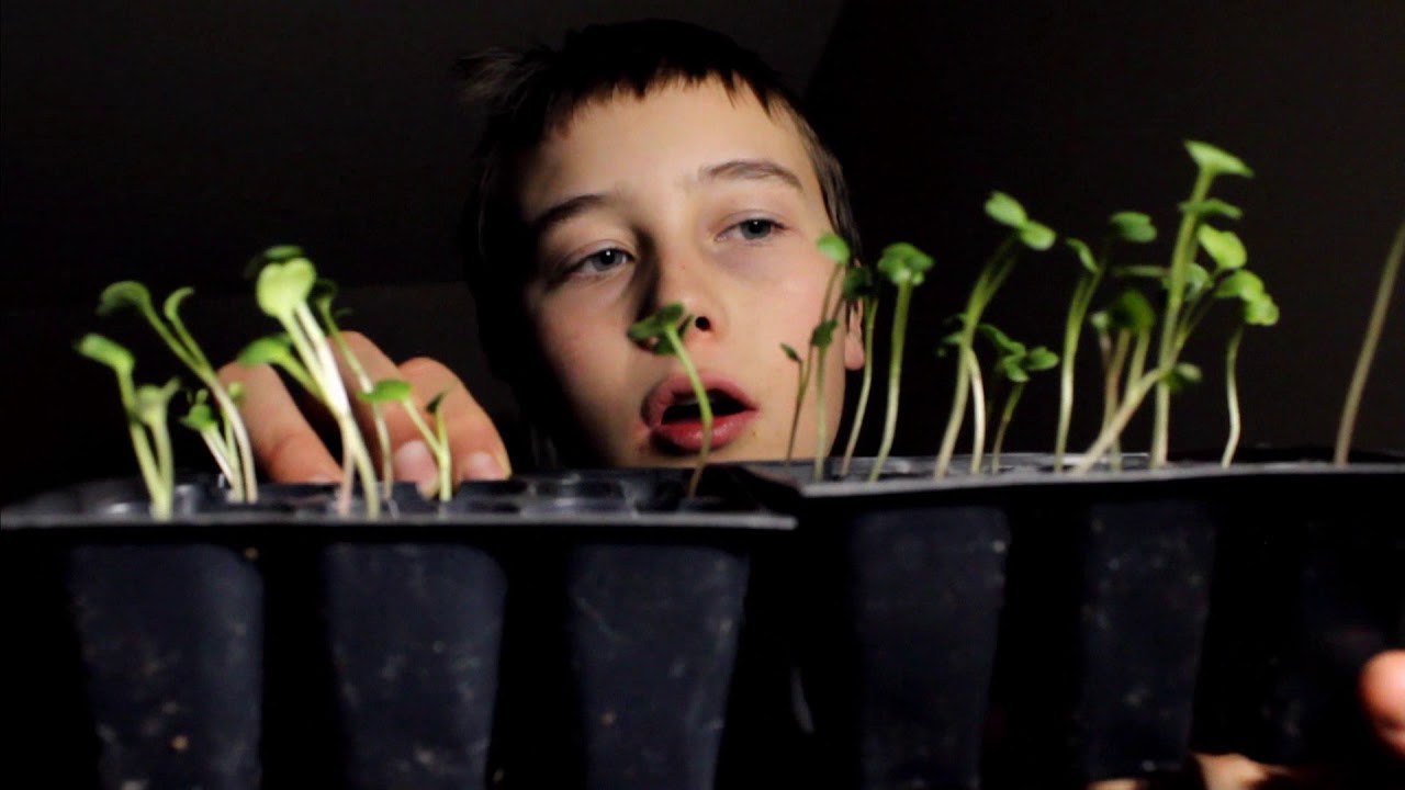 Does Miracle Grow Really Work? YouTube