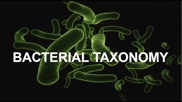 Bacterial Taxonomy | 4 Types of Classification Explained