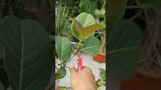 Ficus Bonsai Shaping – part - 01 Snip by Snip! #shorts #ficusbanyan #pruning