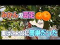 【2月下旬~3月中旬】みかんの剪定は、難しいとお困りの方!見て下さい。