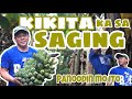 SAGING NA SABA AT PUSO NG SAGING HARVESTING  | Byaherong Batangueno