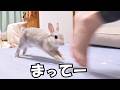 飼い主が行ってしまうたびに健気に後をついてくうさぎさんがお子ちゃますぎてかわいい