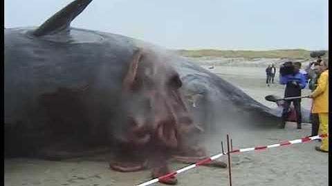 Exploding Whale Caught On Camera - Intestinal Gas Eruption!
