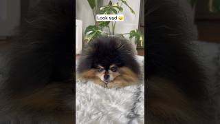 Cute tricks I’ve taught my dog  #cutedog #pomeranian #fluffydog