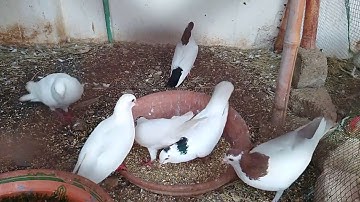 #birds #lovebirds #javasparrow #javafinchbird #java #javafinch