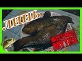 Самая лучшая наживка на ЛИНЯ . Мифы о наживке .. / FISHING MYTHS /