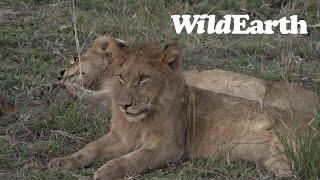 WildEarth - Sunset  Safari - 30 July 2022