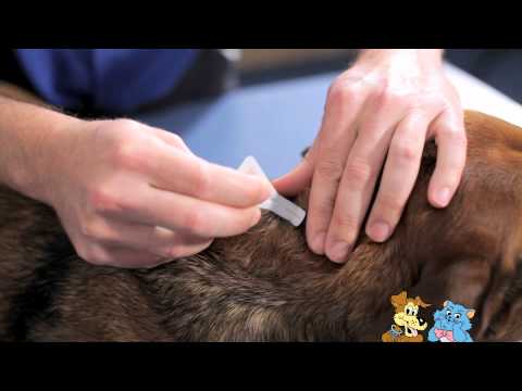 applying-a-spot-on-treatment-to-your-pet----reservoir-vet-clinic