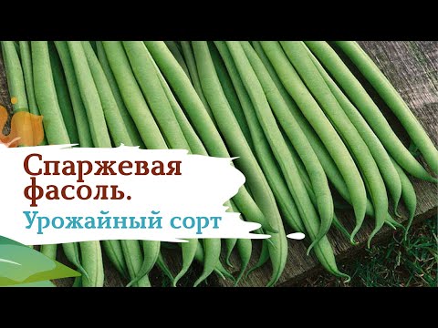 Фасоль Серенгети. Засуха нипочем Фасоль Серенгети. Засуха нипочем