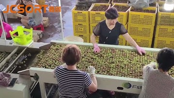 Lychee size grading machine, Lychee grader, Lychee sizer, Lychee sorting grading machine